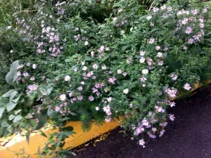 Gardenoterapiya, ogauso „átfogó szociális szolgáltató központ”