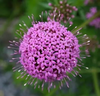 Phuopsis Stylosa, egy növény egy sziklás kert, nyaraló, ház