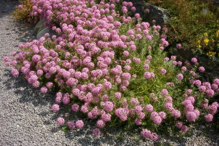 Phuopsis Stylosa, idei frumoase pentru gradina