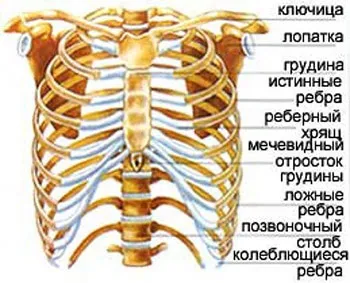 Скільки ребер у людини розглянемо докладно (скільки ребер у людини) Скільки ребер у людини розглянемо докладно