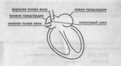 Синусовий вузол серце працює в нашому організмі під керівництвом власного (працює) Синусовий вузол серце працює в нашому організмі під керівництвом власного
