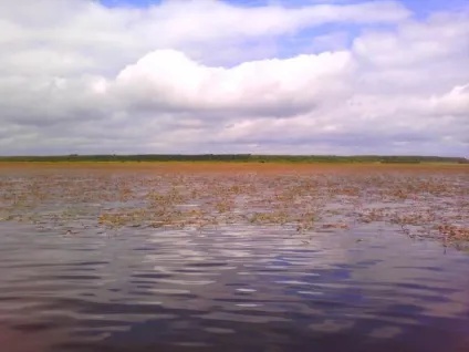 Щука в липні на спінінг, донку і гуртки (щука на донку) Щука в липні на спінінг, донку і гуртки