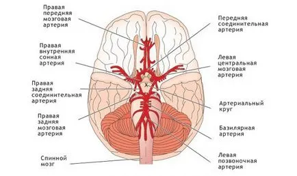 Хипоплазия на мозъчната артерия - симптоми и лечение
