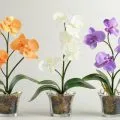 Pot за орхидеи правилния избор на подходящ капацитет, видео и снимки
