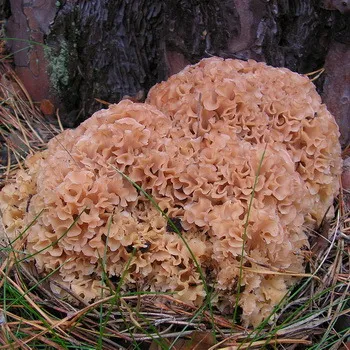 Mushroom зеле изглежда и какво името на езика на науката