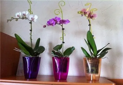 Pot pentru orhidee alegerea dreptul de capacitate corespunzătoare, video și fotografii