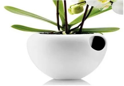 Pot за орхидеи правилния избор на подходящ капацитет, видео и снимки