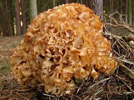 Mushroom вид тлъстига