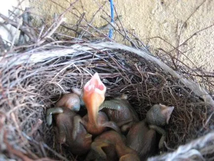 porumbei păsări a făcut un cuib pe balconul ce să facă, cum să scape de oaspeți