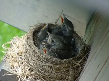 madarak galambok készült fészket az erkélyen, hogy mit kell csinálni, hogyan lehet megszabadulni a vendégek
