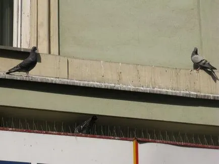 madarak galambok készült fészket az erkélyen, hogy mit kell csinálni, hogyan lehet megszabadulni a vendégek