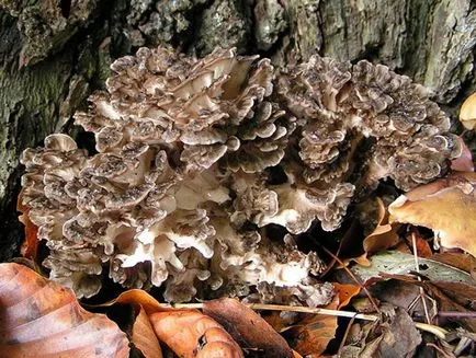 Mushroom вид тлъстига