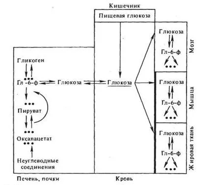 Hormonok - hormonális szabályozása szénhidrát, lipid, fehérje és víz-só anyagcserét -