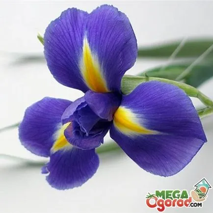 specii de iris olandeze și caracteristici de cultivare