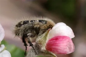 Cum să se ocupe cu gândacul florilor de măr rapid și eficient