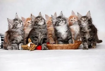 Care este cea mai mare rasa de pisici domestice fotografie