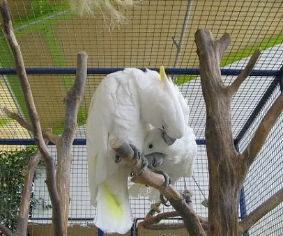 Cockatoos (papagal) conținut special pentru animalele de companie cu pene