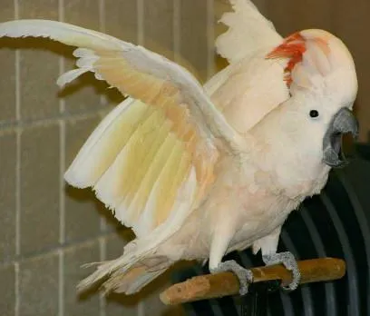 Cockatoos (papagal) conținut special pentru animalele de companie cu pene