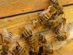 Hogyan kell kezelni ízületek méhek