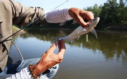 Hogyan lehet elkapni sabrefish - video hol elkapni a tavaszi és halászati ​​eszközök az íny