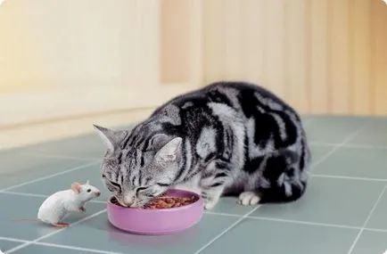 Milyen étel a macskák