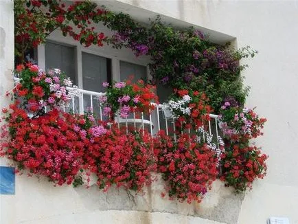 Cum se poate decora un balcon cu flori idei frumoase fotografii