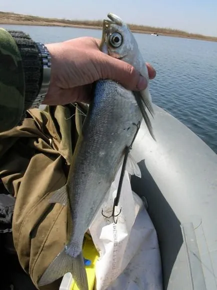 Как да хванеш sabrefish - видео за това къде да хване оборудването пролетта и риболов на дъвка