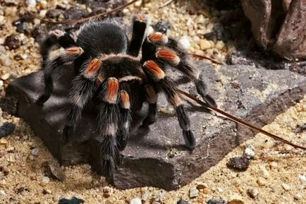 Hogyan kell felhívni a tarantula