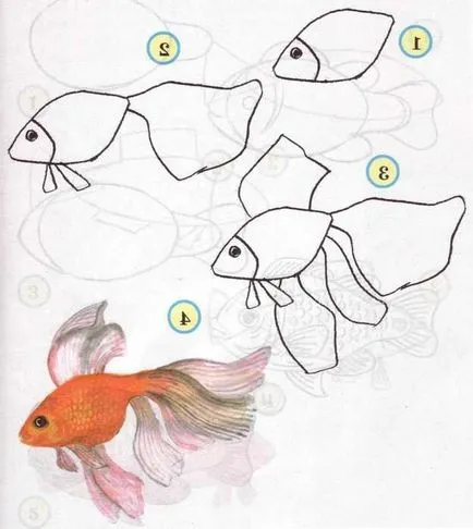 Cum de a desena o poveste despre pescarul și etapele creion de pește de aur