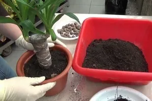 Cum să transplant planta Yucca după achiziționarea Magic