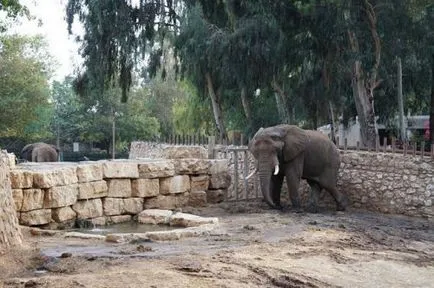 Care este cel mai mare elefant din lume