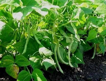 Cum de a obține o recoltă bună de fasole uh-tehnologie, în grădină ()
