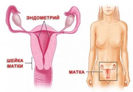 Как да приемате djufaston с хиперплазия на ендометриума