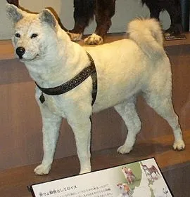 смерть хатико