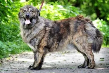 Собаки і цуценята в добрі руки - собаки з притулку в добрі руки - віддам кошеня (знайомство Притулок Царицино) Собаки і цуценята в добрі руки - собаки з притулку в добрі руки - віддам кошеня