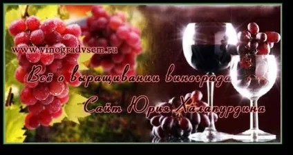 Собенності посадки вегетуючих саджанців винограду (саджанців) Собенності посадки вегетуючих саджанців винограду