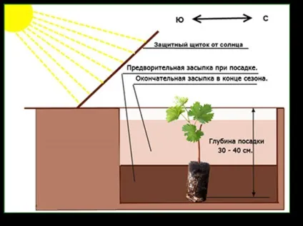 Собенності посадки вегетуючих саджанців винограду (посадковий яма) Собенності посадки вегетуючих саджанців винограду