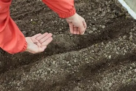 Hogyan növény Répamag nyílt terepen