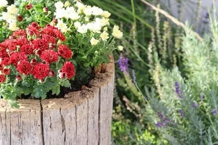 Как да направим дневник ваната за цветя в градината