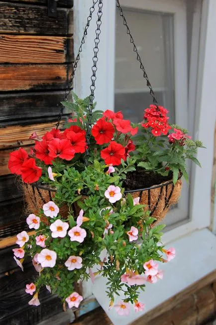 Hogyan készítsünk lóg cserépben petúnia és más virágok, kamilla Club - női portál Jekatyerinburg