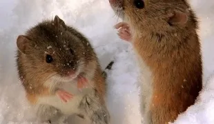 Как да се изолират дървета