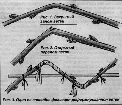 Cum să rădăcină butași de mere, pere, cireșe și multe alte plante ornamentale și fructe