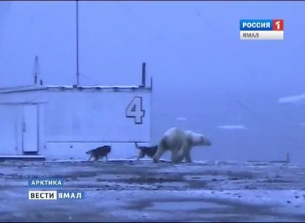 Hogyan válhat egy sarki felfedező