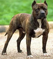 Cum de a alege portalul ideal de câine American Staffordshire Terrier despre animale de companie