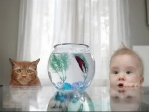 Как да изберем един аквариум за бебето