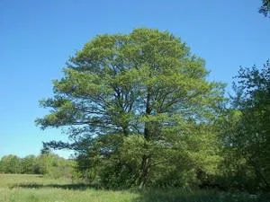 Cum descriere anin toamnă, fotografii și frunze de copac, în cazul în care crește planta