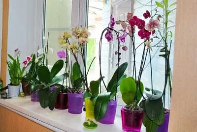 Hogyan válasszuk ki a pot az orchideák gyönyörű fél