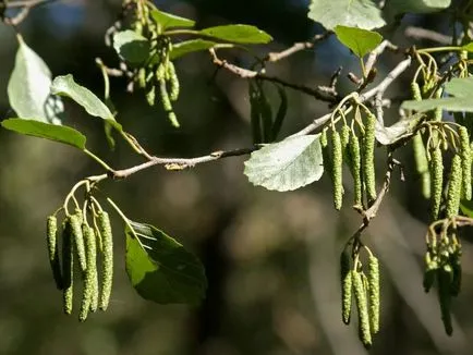 Cum descriere anin toamnă, fotografii și frunze de copac, în cazul în care crește planta