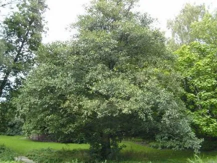 Cum descriere anin toamnă, fotografii și frunze de copac, în cazul în care crește planta