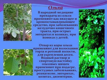 Как елша есенни описание, снимки и листата на дървото, където растението расте